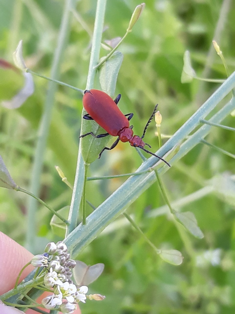 Pyrochroa serraticornis - közép-bíborbogár