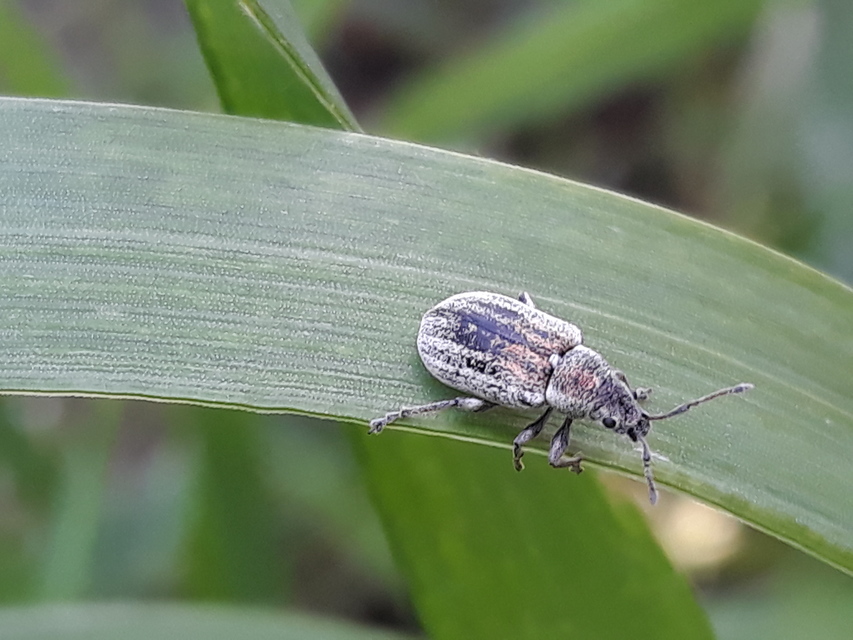 Phyllobius pyri - gyümölcsfa-levélormányos