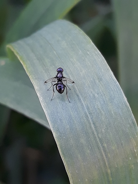 Sepsidae - billegetőlégyfélék