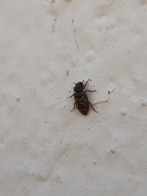 Helophorus nubilus - réti vésettcsibor