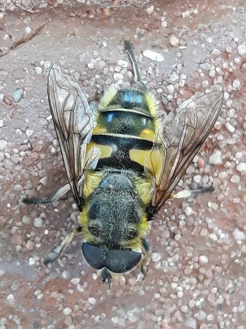 Myathropa florea - halálfejes odúlégy