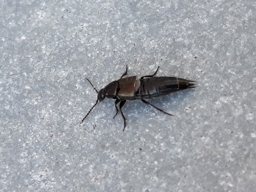 Philonthus