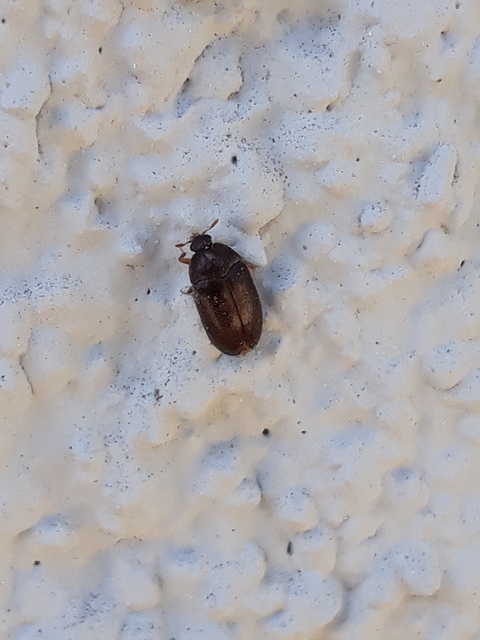 Attagenus brunneus - barna szűcsbogár