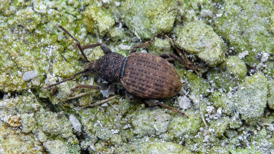 Otiorhynchus raucus - molyhos gyalogormányos