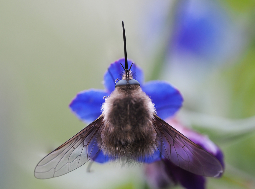 Bombylius cinerascens