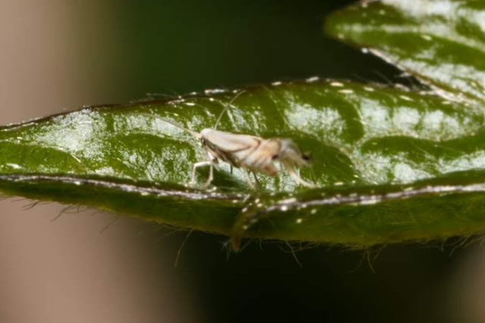 Phyllocnistis