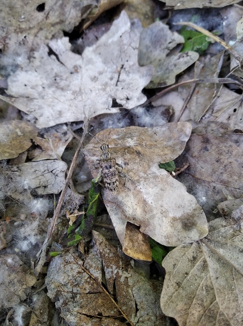 Rhagium inquisitor - fenyves-tövisescincér