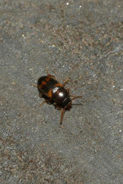 Alphitophagus bifasciatus - alomlakó gyászbogár