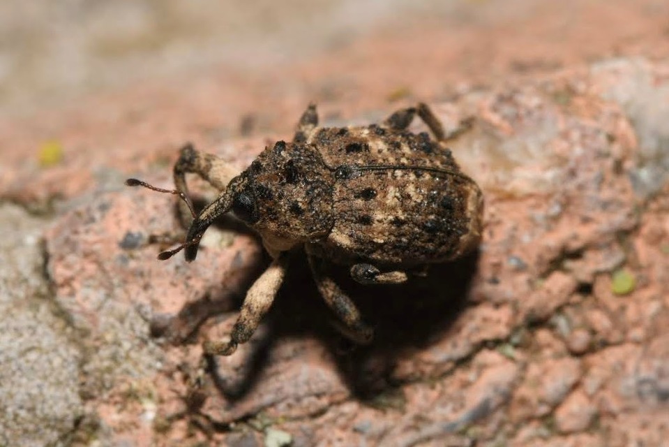 Cryptorhynchus lapathi - tarka fűzormányos