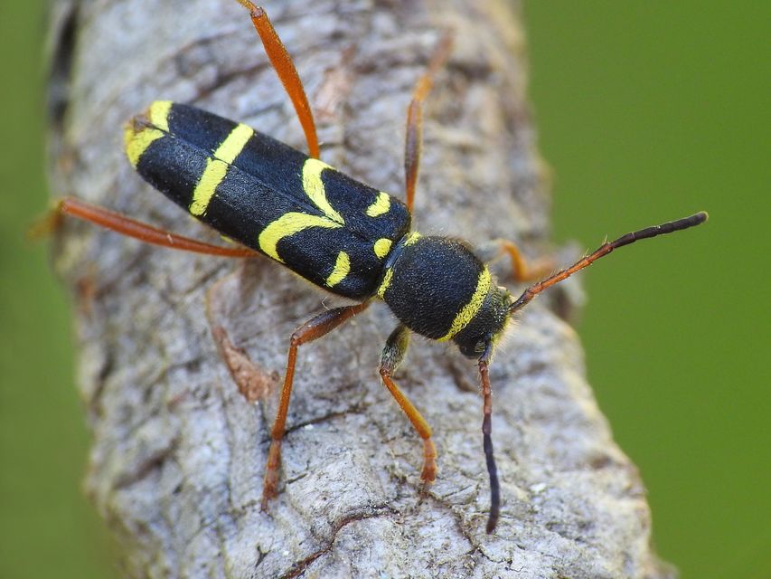 Clytus arietis - közönséges darázscincér