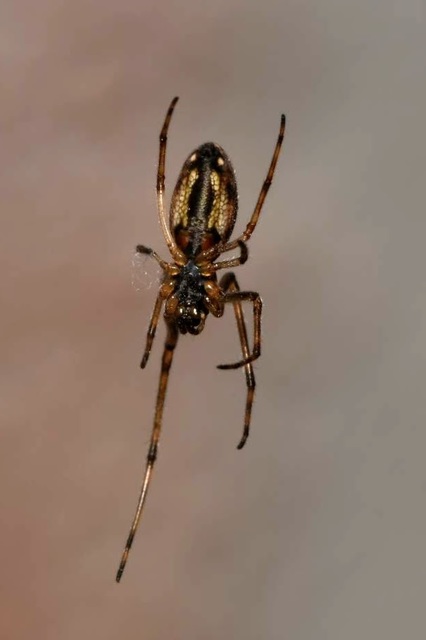 Tetragnatha obtusa