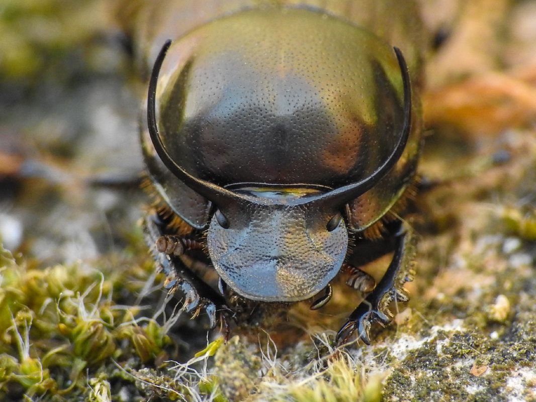 Onthophagus illyricus - tülkös trágyatúró