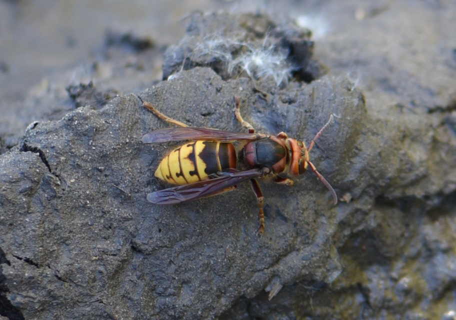 Vespa crabro - lódarázs
