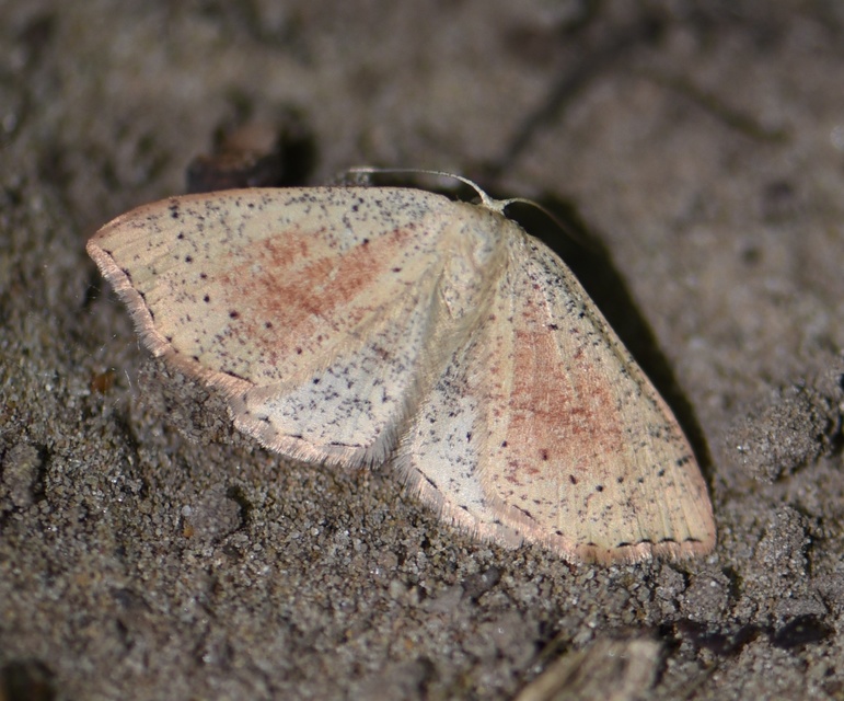 Cyclophora punctaria - sávos pettyesaraszoló
