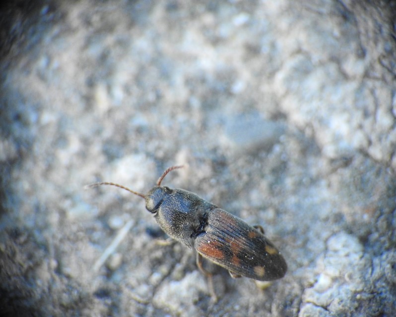 Drasterius bimaculatus - változékony pattanó