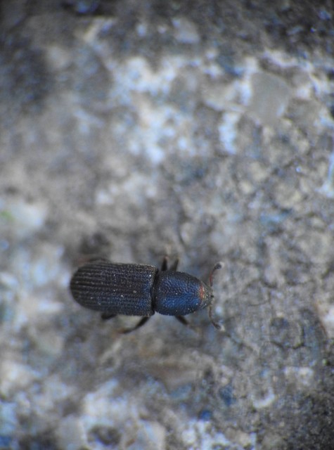 Scolytinae