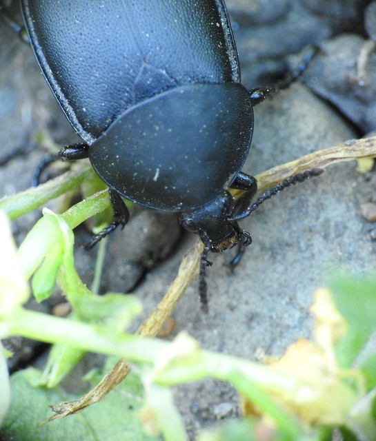 Ablattaria laevigata - sima csigarabló