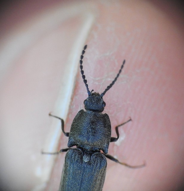 Elateridae - pattanóbogárfélék