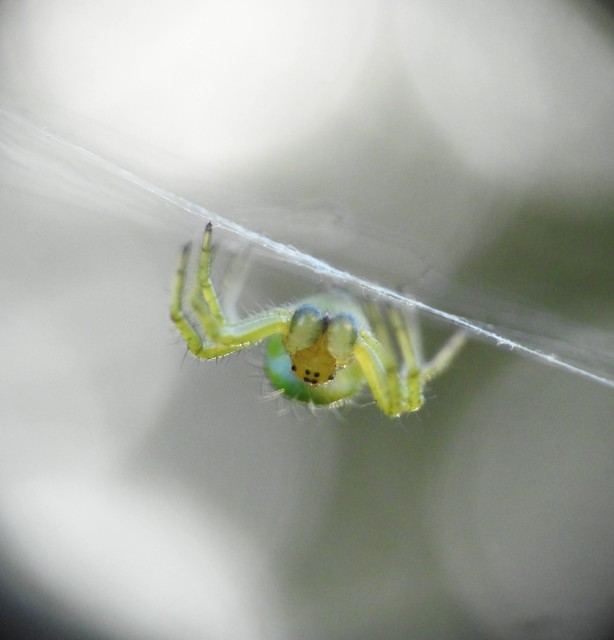 Araniella