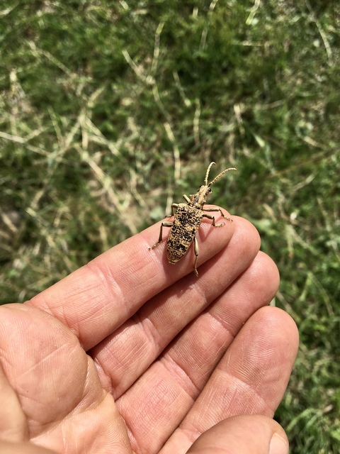 Rhagium sycophanta - tölgyes-tövisescincér