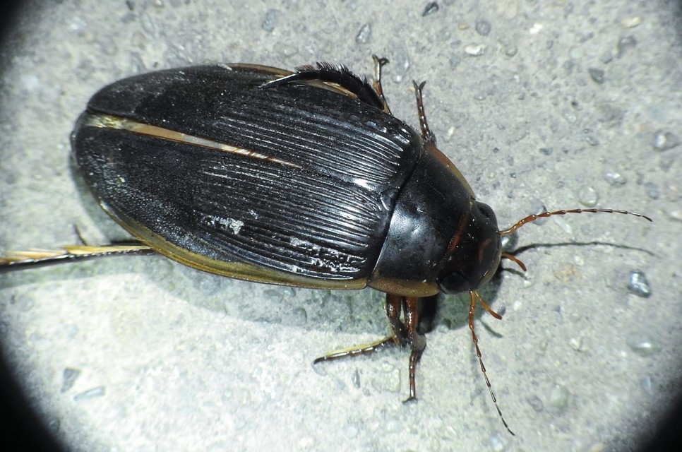 Dytiscus dimidiatus - tompacsípős csíkbogár