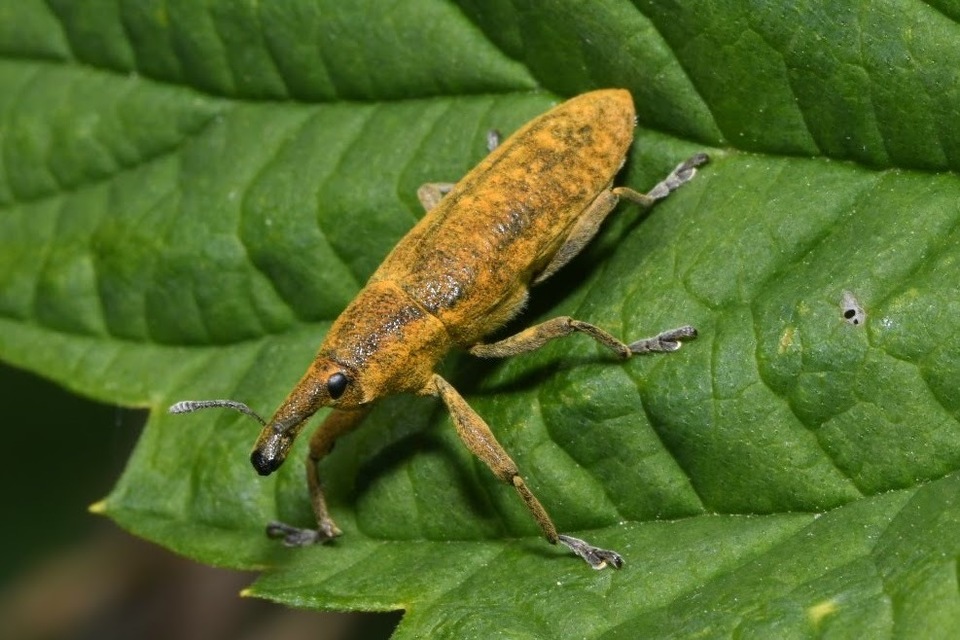 Lixus pulverulentus - mályvafúró dudvabarkó