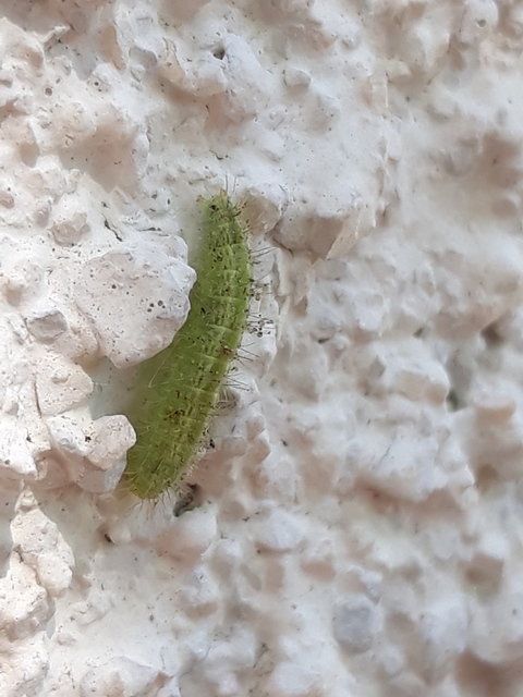 Emmelina monodactyla - közönséges tollasmoly