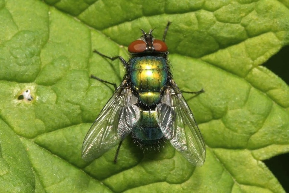 Lucilia sericata - selymes döglégy