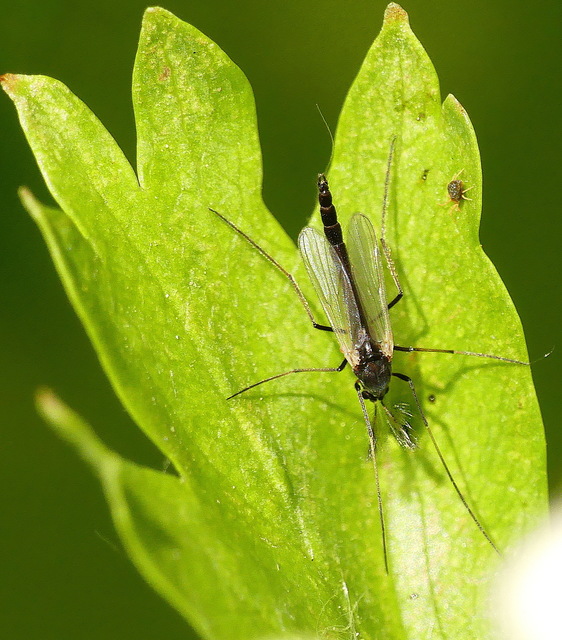 Chironomidae - árvaszúnyogok