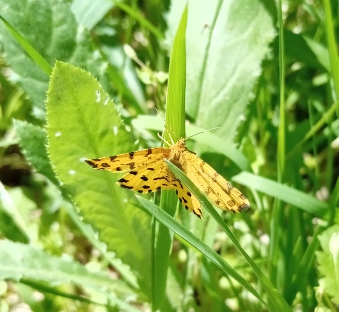 Pseudopanthera macularia - párducfoltos araszoló