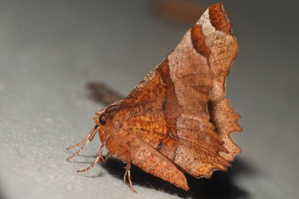 Selenia lunularia - egyfoltos holdasaraszoló