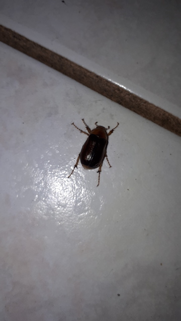 Rhizotrogus aestivus - tavaszvégi cserebogár