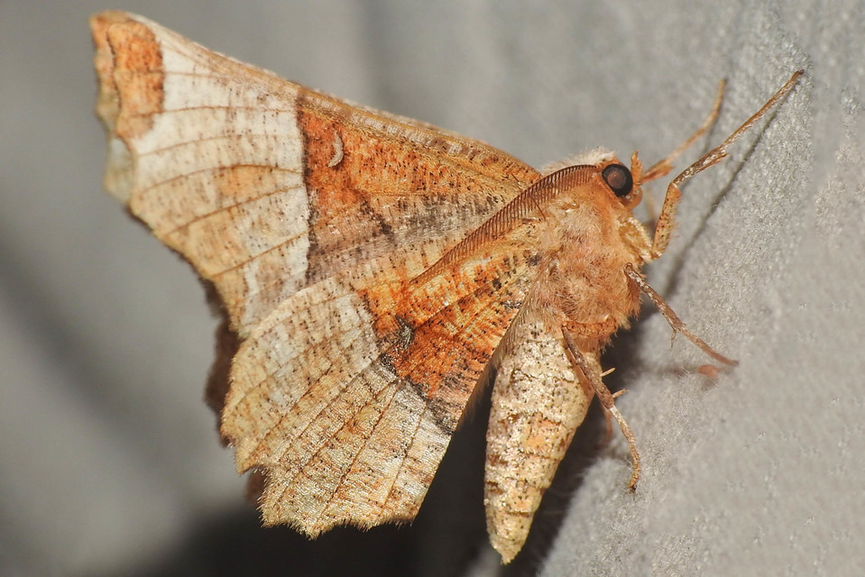 Selenia lunularia - egyfoltos holdasaraszoló