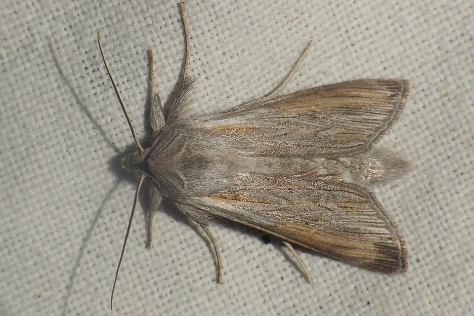 Cucullia balsamitae - homoki csuklyásbagoly