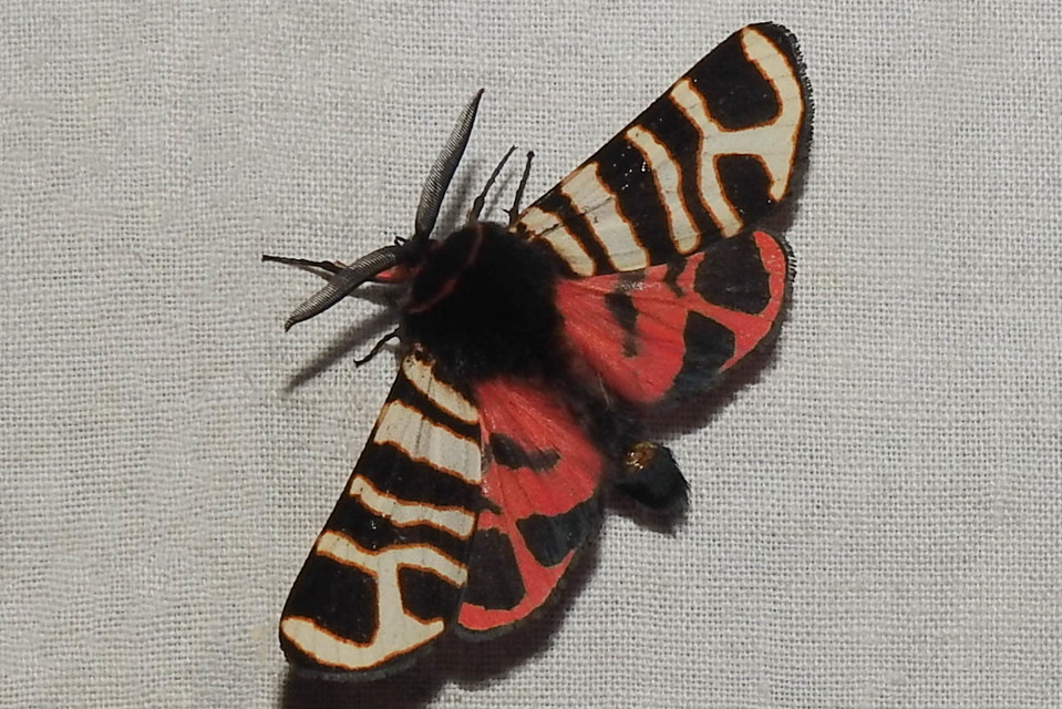 Arctia festiva - díszes medvelepke