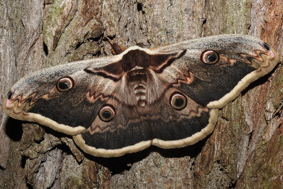 Saturnia pyri - nagy pávaszem