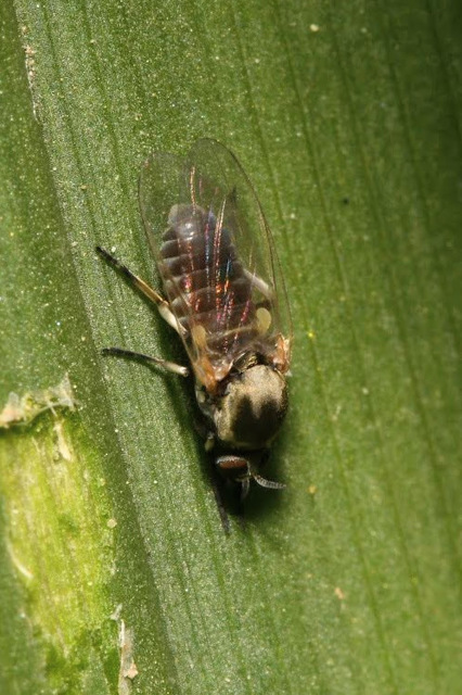 Simuliidae - púposszúnyogok