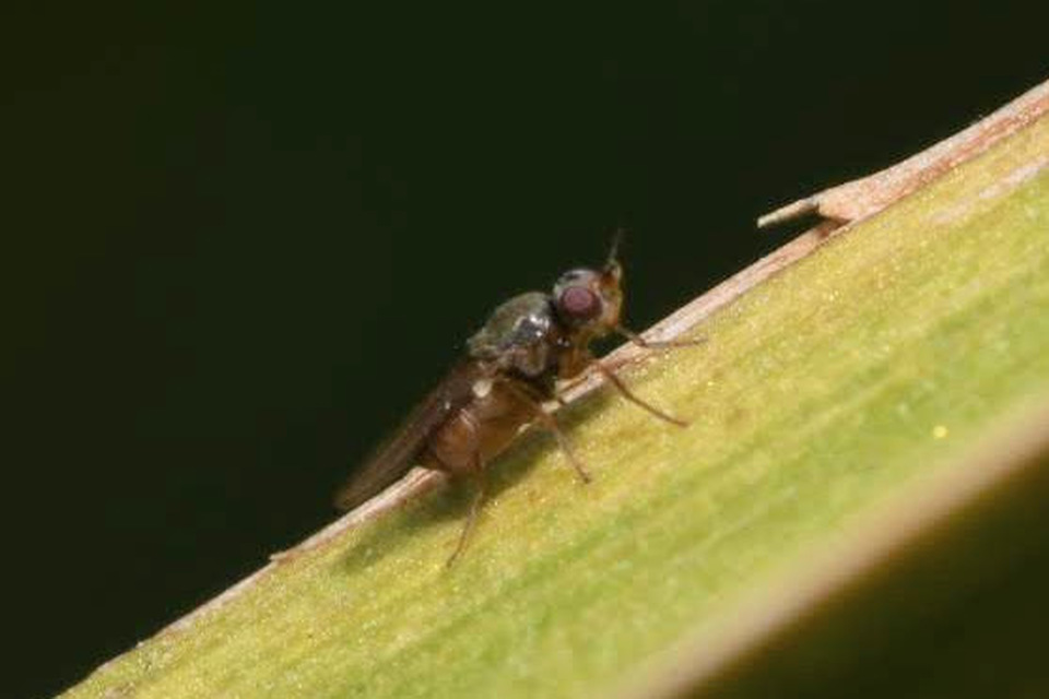 Chloropidae - gabonalegyek