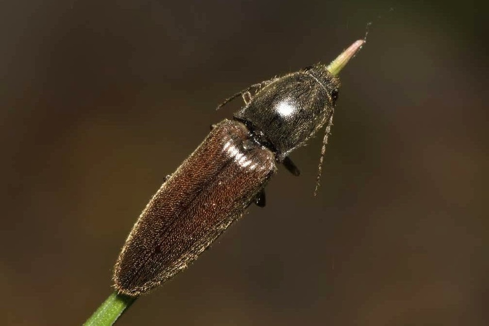 Athous haemorrhoidalis - szurkos pattanó Athous haemorrhoidalis - szurkos pattanó