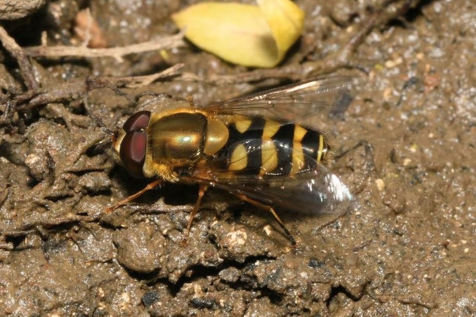 Syrphus