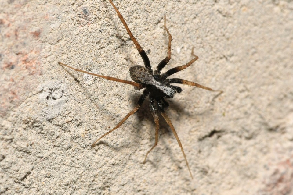 Pardosa alacris/lugubris