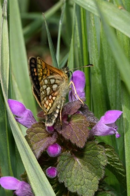 Carterocephalus palaemon - kockás busalepke