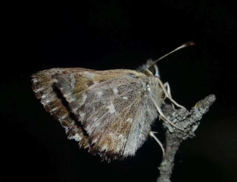 Carcharodus alceae - mályva-busalepke