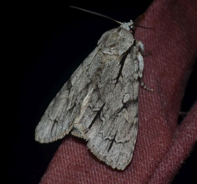 Acronicta cuspis/tridens/psi
