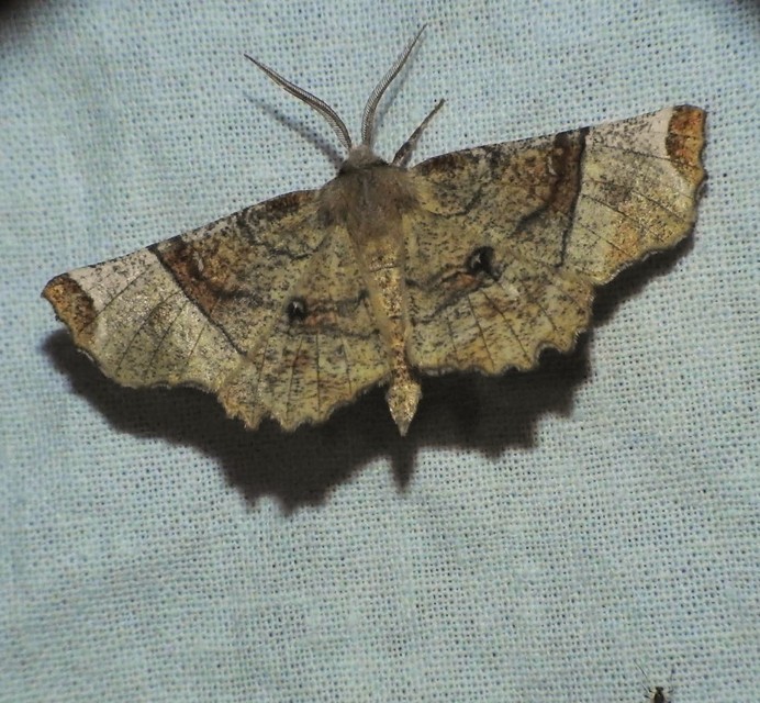 Selenia lunularia - egyfoltos holdasaraszoló