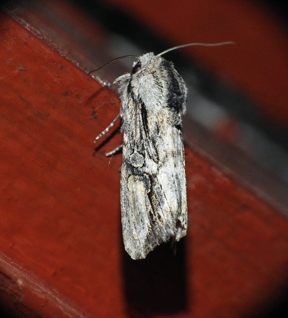 Egira conspicillaris - változékony szürkebagoly