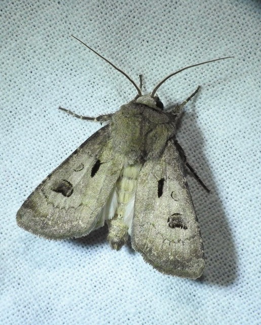 Agrotis exclamationis - felkiáltójeles földibagoly