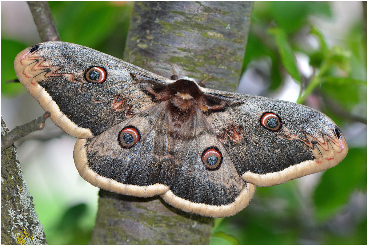 Saturnia pyri - nagy pávaszem
