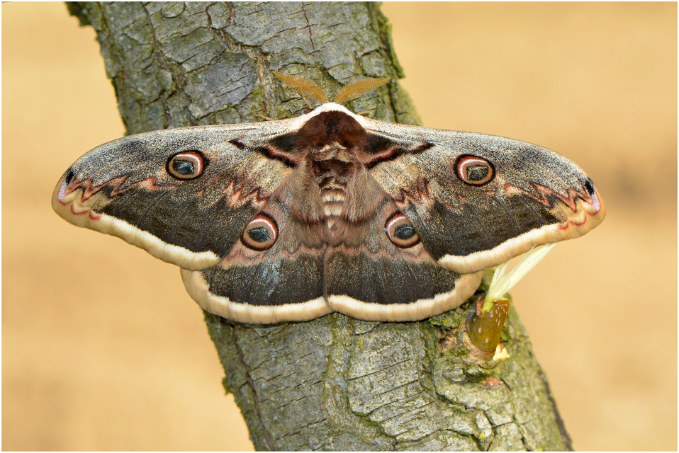 Saturnia pyri - nagy pávaszem