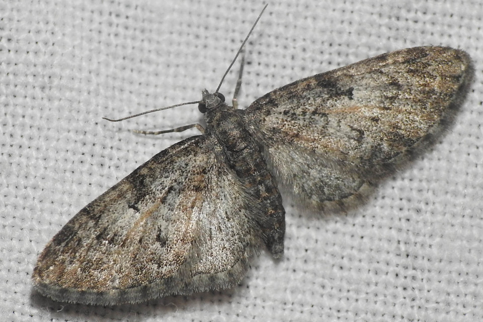Eupithecia dodoneata - tölgy-törpearaszoló